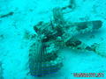scuba diving photo