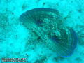 scuba diving photo