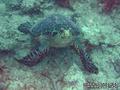 scuba diving photo