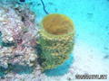 scuba diving photo