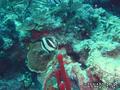 scuba diving photo
