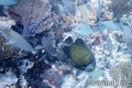 scuba diving photo