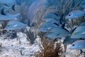 scuba diving photo