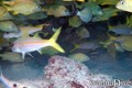 scuba diving photo