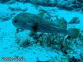 scuba diving photo