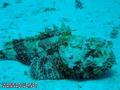 scuba diving photo