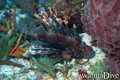 scuba diving photo