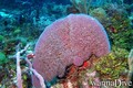 scuba diving photo