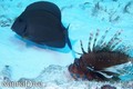 scuba diving photo