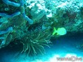 scuba diving photo
