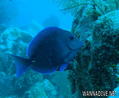 scuba diving photo
