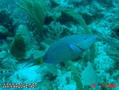 scuba diving photo