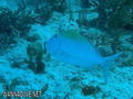 scuba diving photo