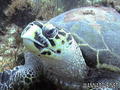 scuba diving photo