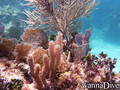 scuba diving photo
