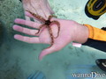 scuba diving photo