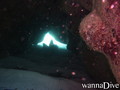 scuba diving photo