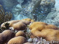 scuba diving photo