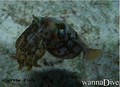scuba diving photo