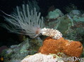 scuba diving photo
