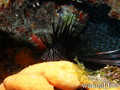 scuba diving photo