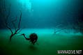 scuba diving photo
