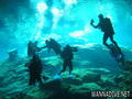 scuba diving photo