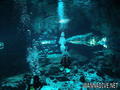 scuba diving photo