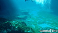 scuba diving photo