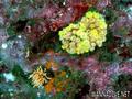 scuba diving photo