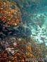 scuba diving photo