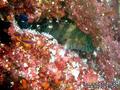 scuba diving photo