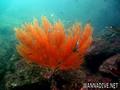 scuba diving photo