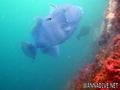 scuba diving photo