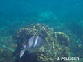 scuba diving photo