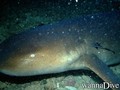 scuba diving photo