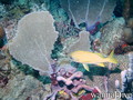 scuba diving photo