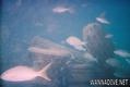 scuba diving photo