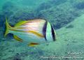 scuba diving photo