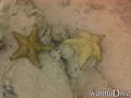 scuba diving photo
