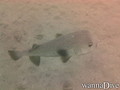 scuba diving photo