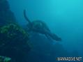 scuba diving photo