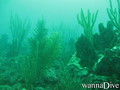 scuba diving photo