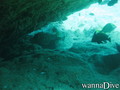 scuba diving photo
