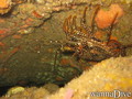 scuba diving photo