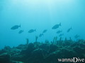 scuba diving photo