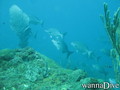 scuba diving photo