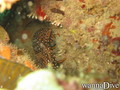 scuba diving photo