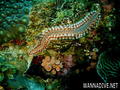 scuba diving photo