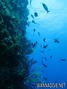 scuba diving photo